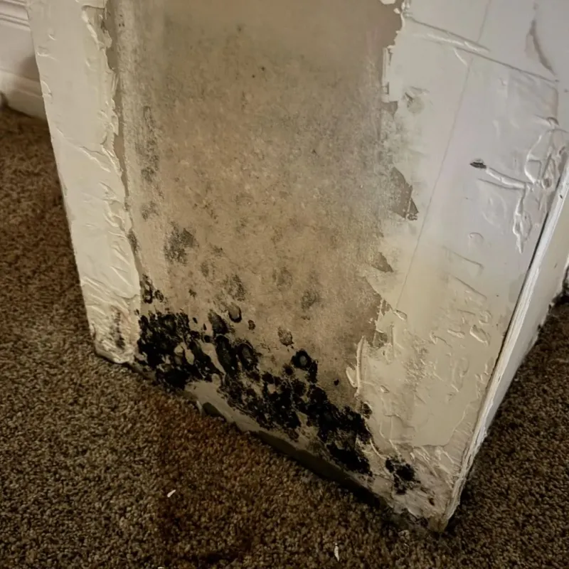 Professional Mold Removal in Cleveland, AL